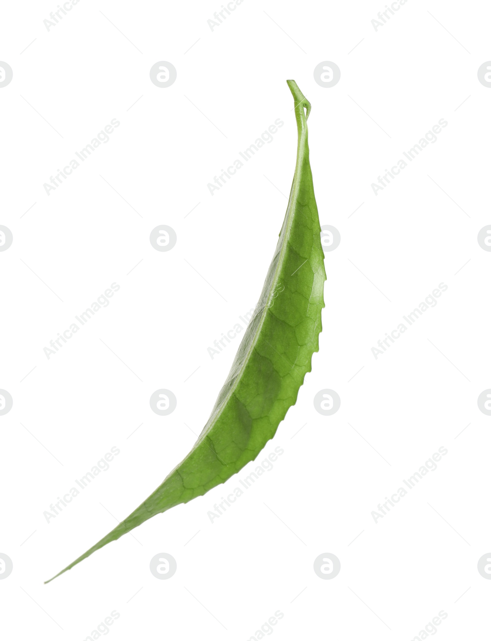 Photo of Green leaf of tea plant isolated on white