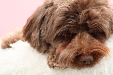 Photo of Cute Maltipoo dog with pillow resting on pink background, closeup. Lovely pet