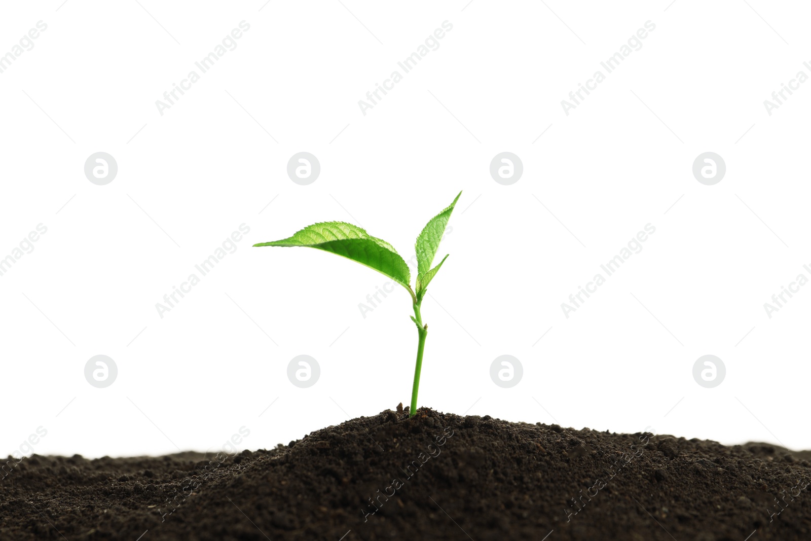 Photo of Young plant in fertile soil on white background, space for text. Gardening time