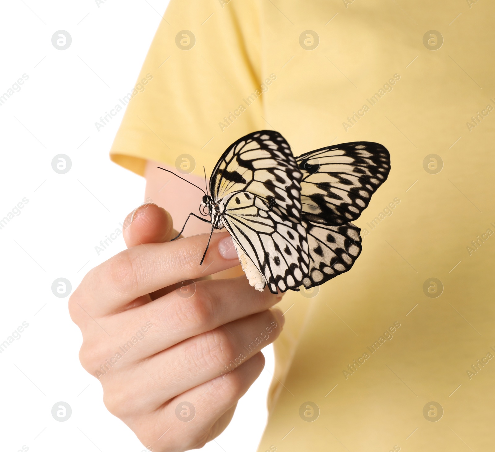 Photo of Woman holding beautiful rice paper butterfly on white background, closeup