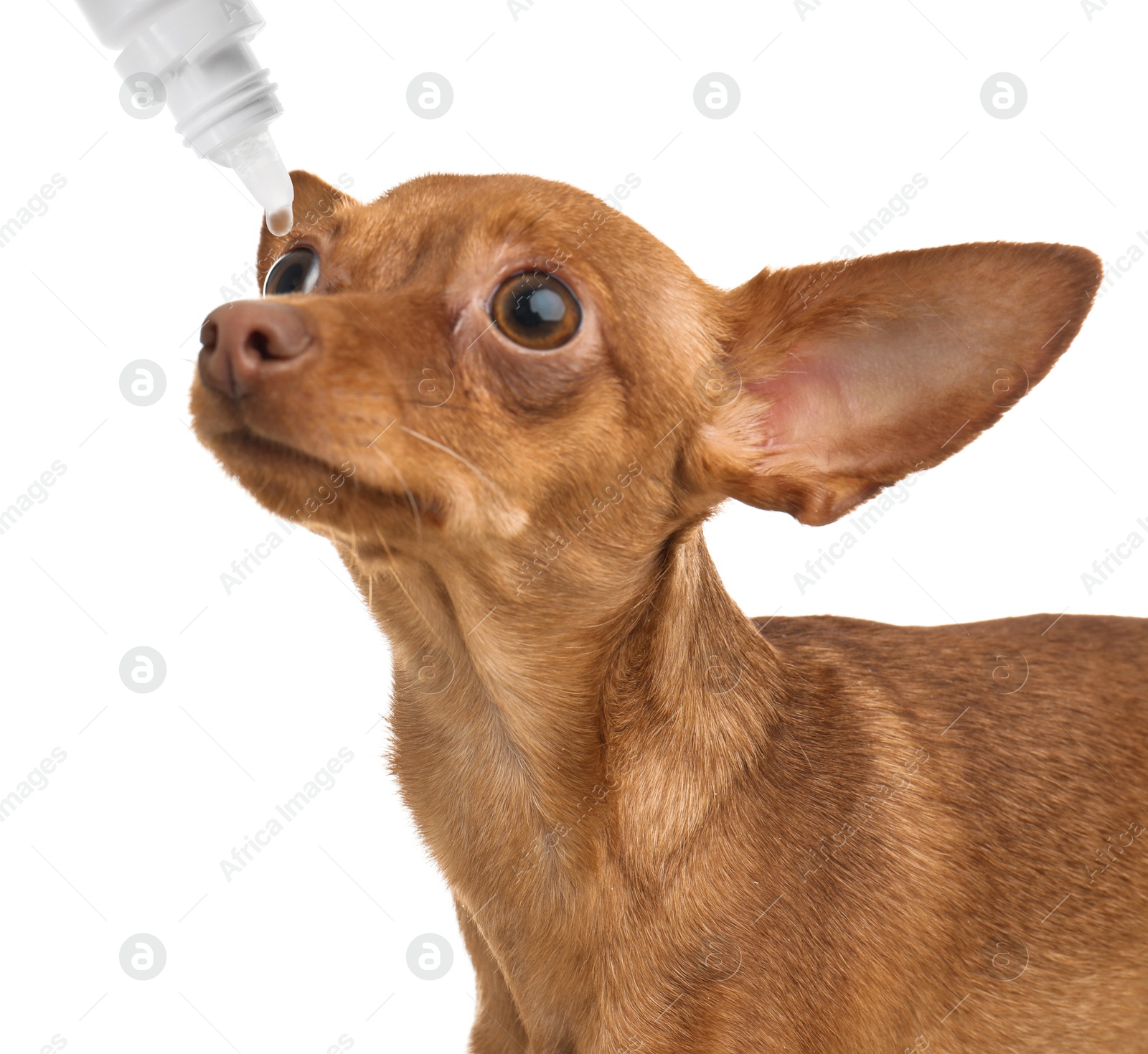 Image of Giving medical drops to cute dog on white background