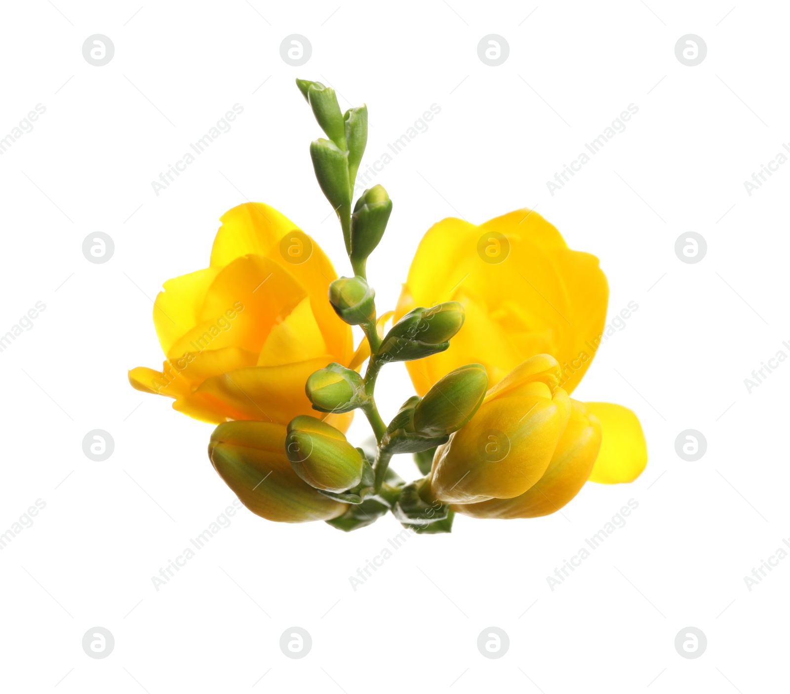 Photo of Beautiful yellow freesia flowers on white background