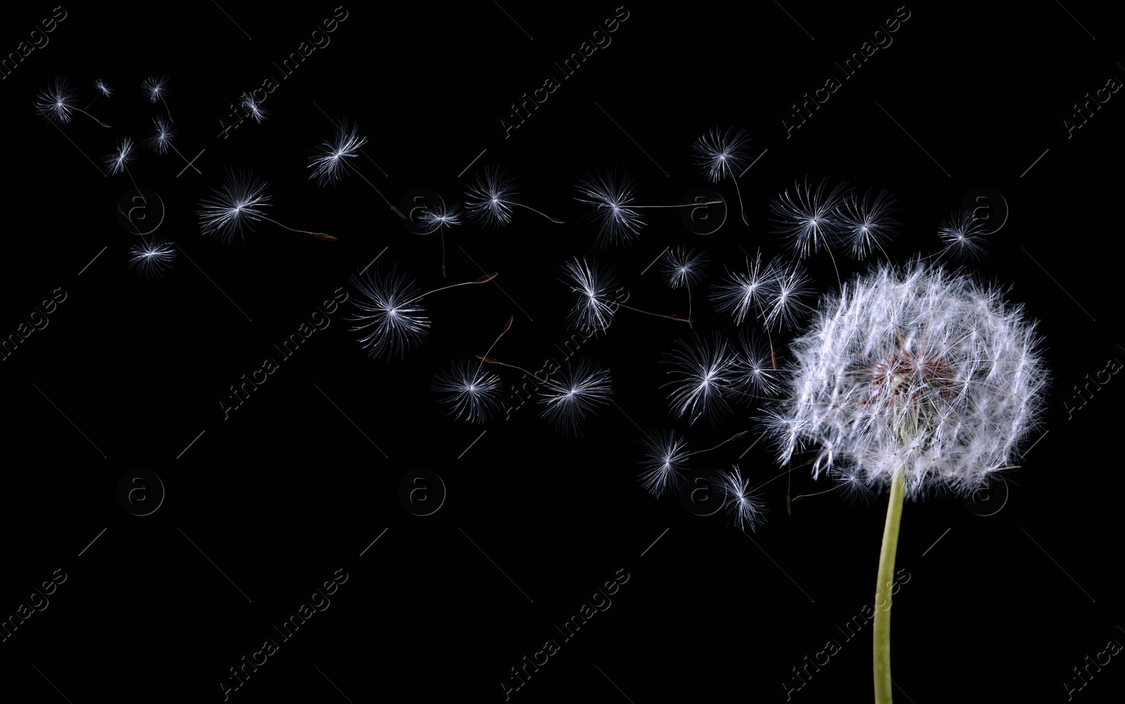 Image of Beautiful puffy dandelion blowball and flying seeds on black background