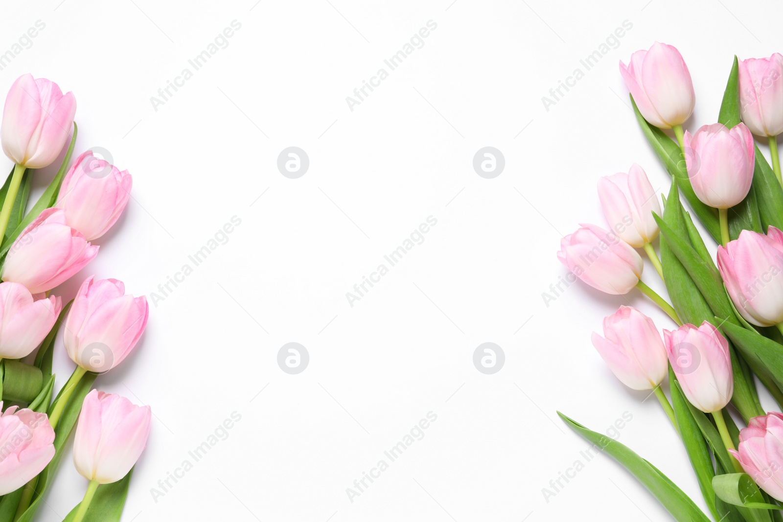 Photo of Beautiful pink spring tulips on white background, top view. Space for text