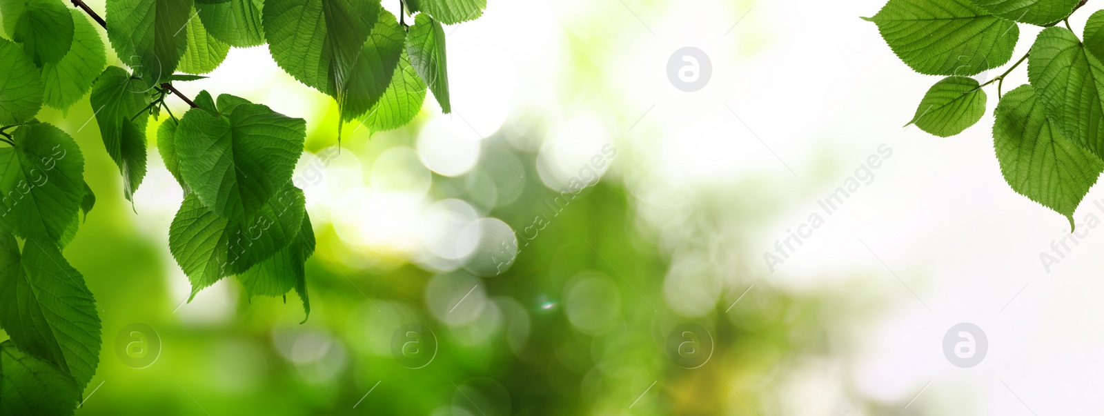 Image of Tree branches with green leaves on sunny day. Banner design