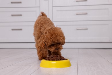 Photo of Cute Maltipoo dog feeding from plastic bowl on floor indoors. Lovely pet