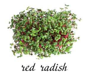 Image of Fresh organic microgreen on white background, top view