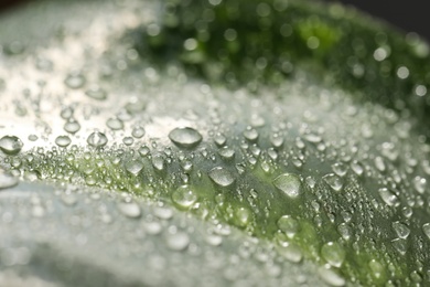Photo of Closeup view of beautiful green leaf with dew drops as background