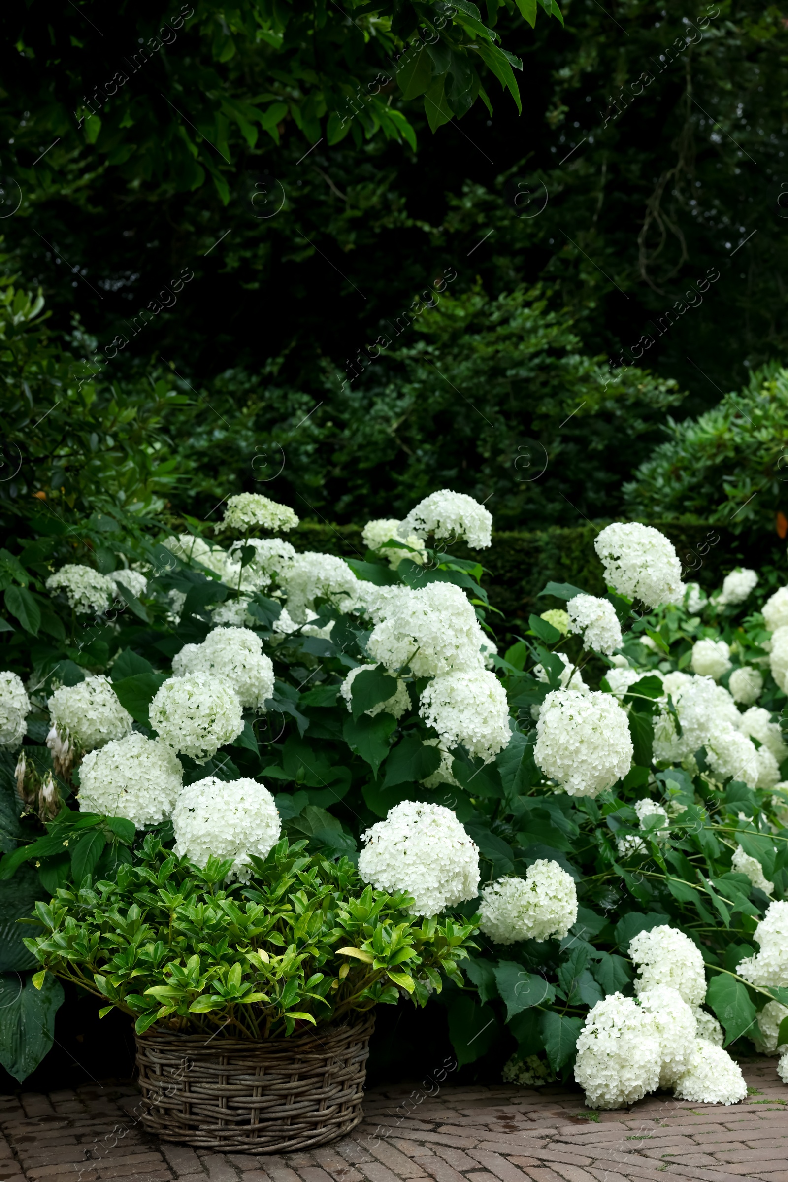 Photo of Beautiful park with blooming hydrangeas and paved pathway. Landscape design