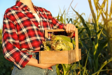 Photo of Woman with crate of ripe corn cobs in field, closeup