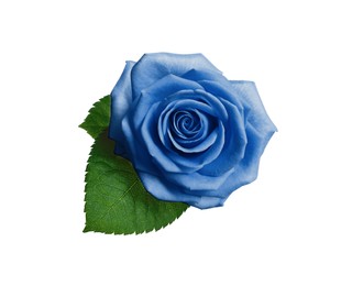 Image of Beautiful blooming light blue rose on white background