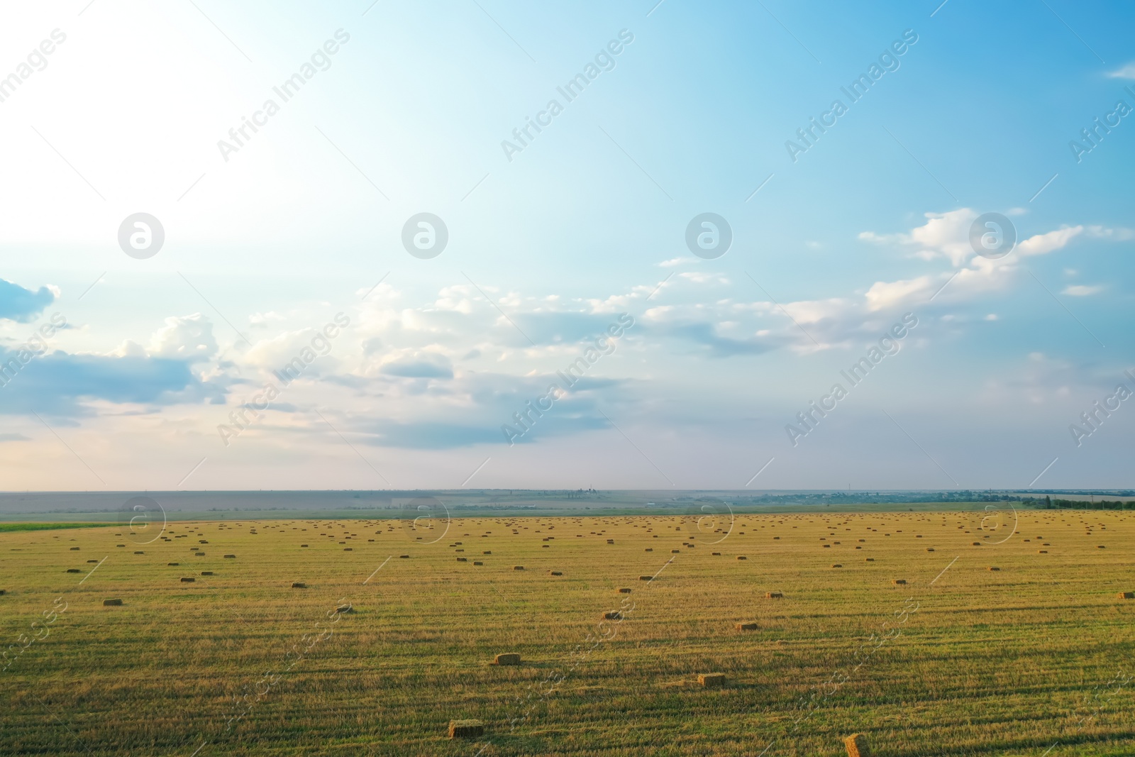 Photo of Green mowed field with hay blocks outdoors. Agricultural industry