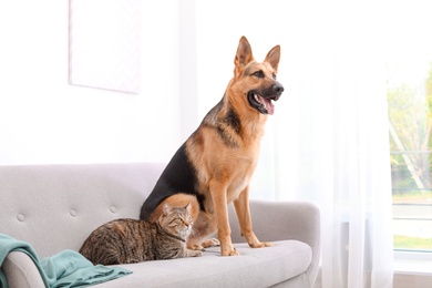 Photo of Adorable cat and dog resting together on sofa indoors. Animal friendship