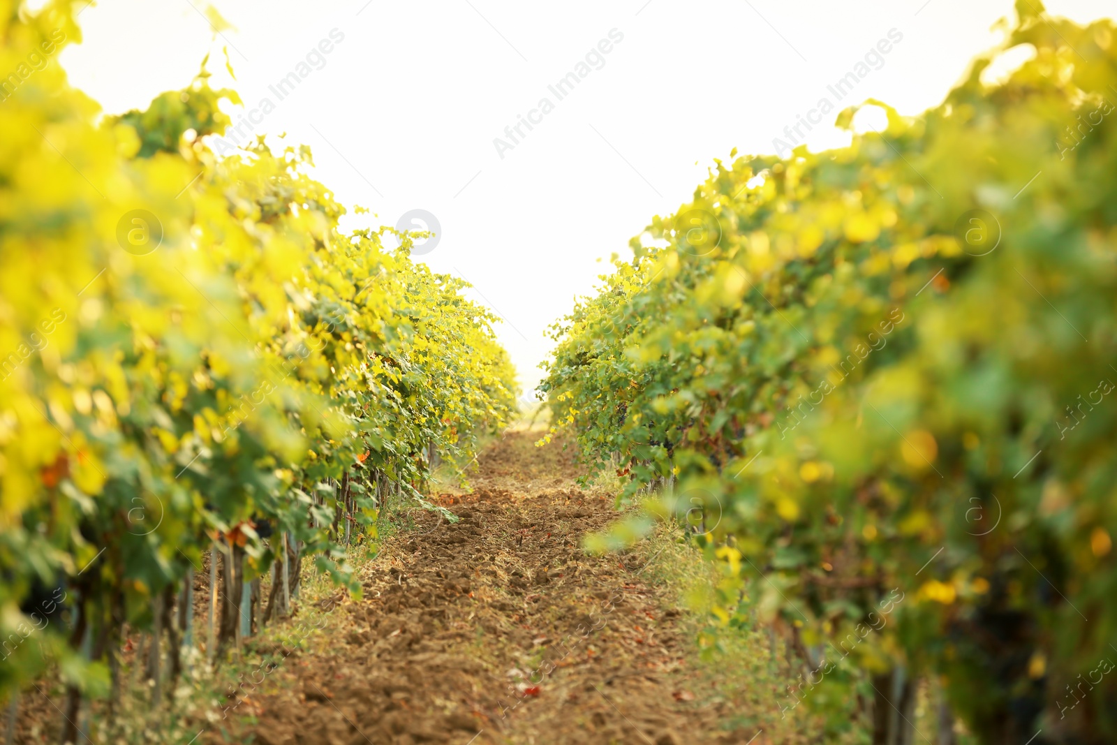 Photo of View of vineyard rows with fresh ripe juicy grapes on sunny day