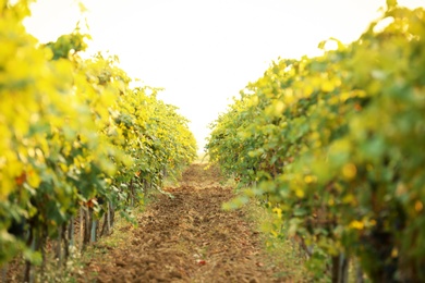 Photo of View of vineyard rows with fresh ripe juicy grapes on sunny day