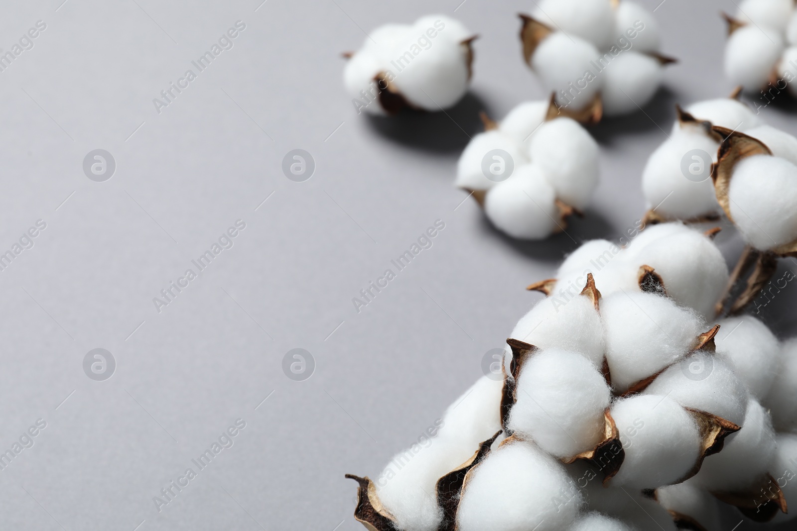 Photo of Branch with cotton flowers on light grey background, closeup. Space for text