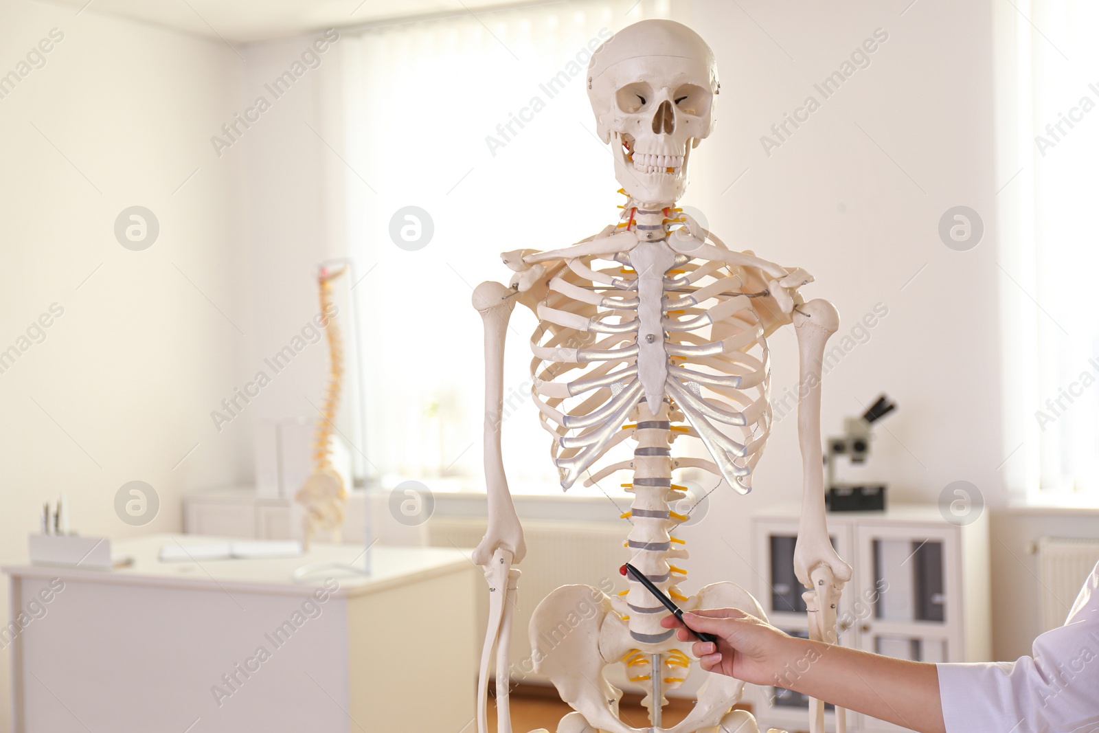 Photo of Orthopedist pointing on human skeleton model in clinic, closeup