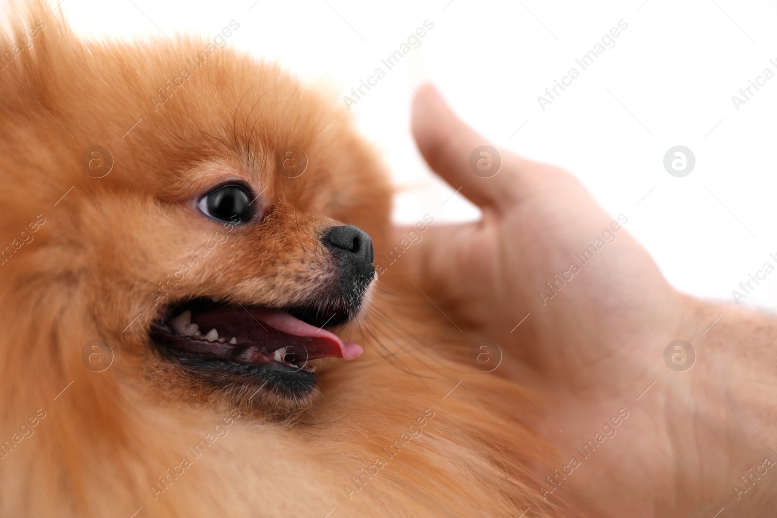 Photo of Young man and beautiful Pomeranian spitz dog on white background, closeup