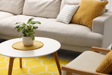 Spring atmosphere. Coffee table with potted plant, comfy sofa and armchair indoors