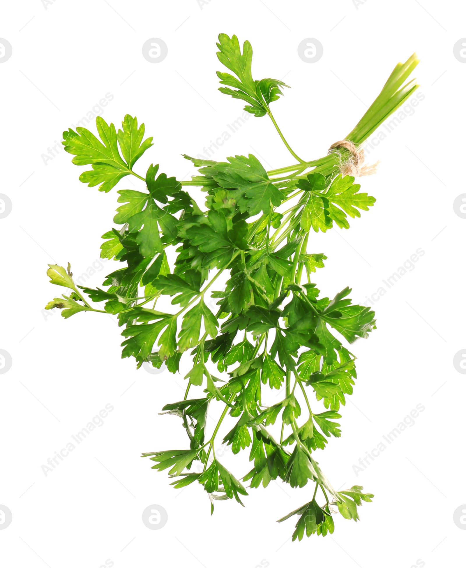 Photo of Bunch of fresh green parsley on white background