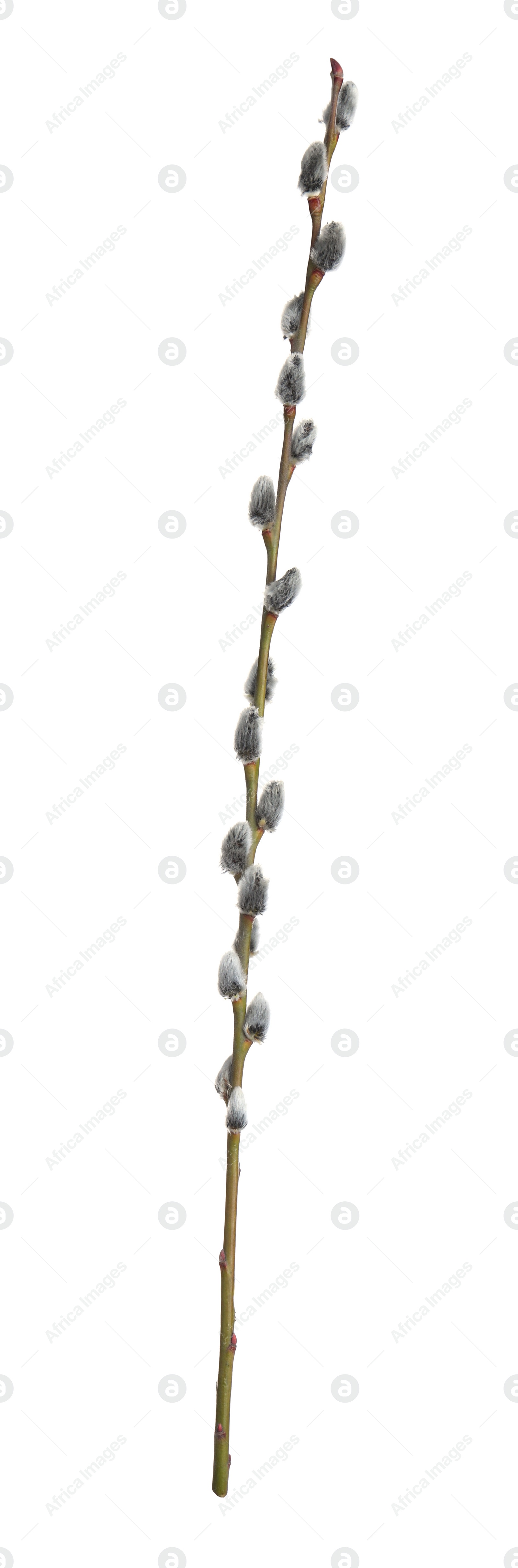 Photo of Beautiful blooming pussy willow branch isolated on white