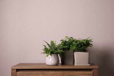 Photo of Beautiful fresh potted ferns on cabinet near pink wall. Space for text