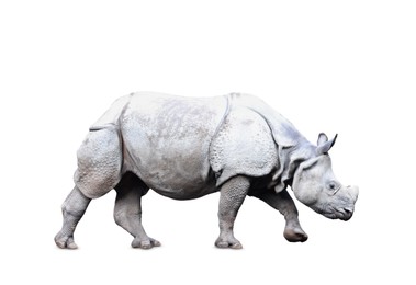 Big rhinoceros on white background. Wild animal