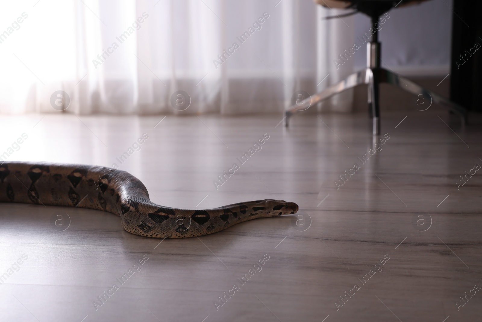 Photo of Brown boa constrictor crawling on floor in room