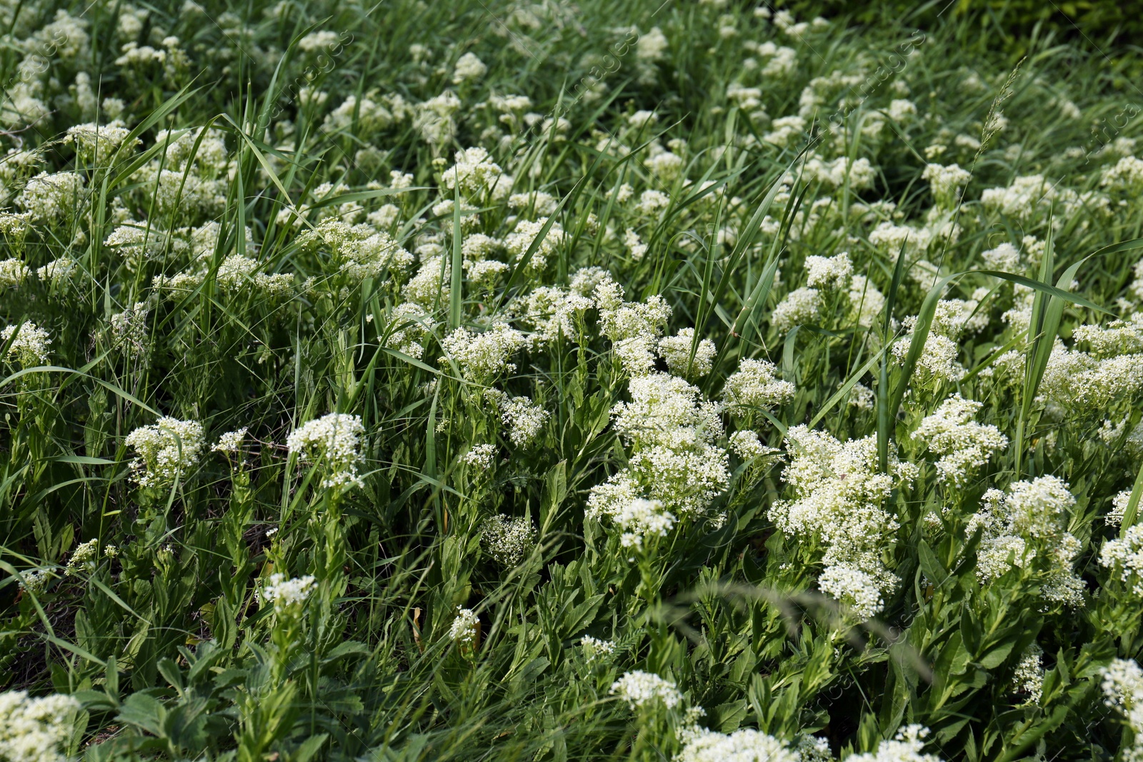 Photo of Beautiful white wildflowers growing in field on spring day