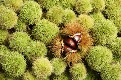 Many fresh sweet edible chestnuts as background, closeup