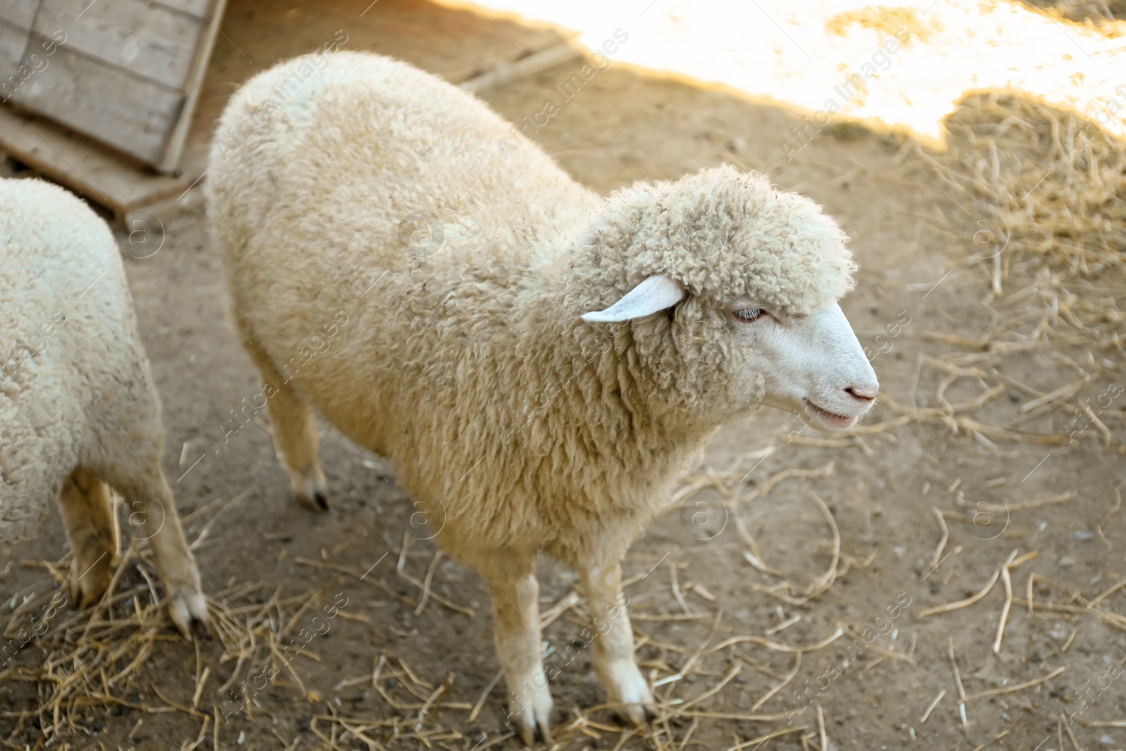 Photo of Cute funny sheep on farm. Animal husbandry