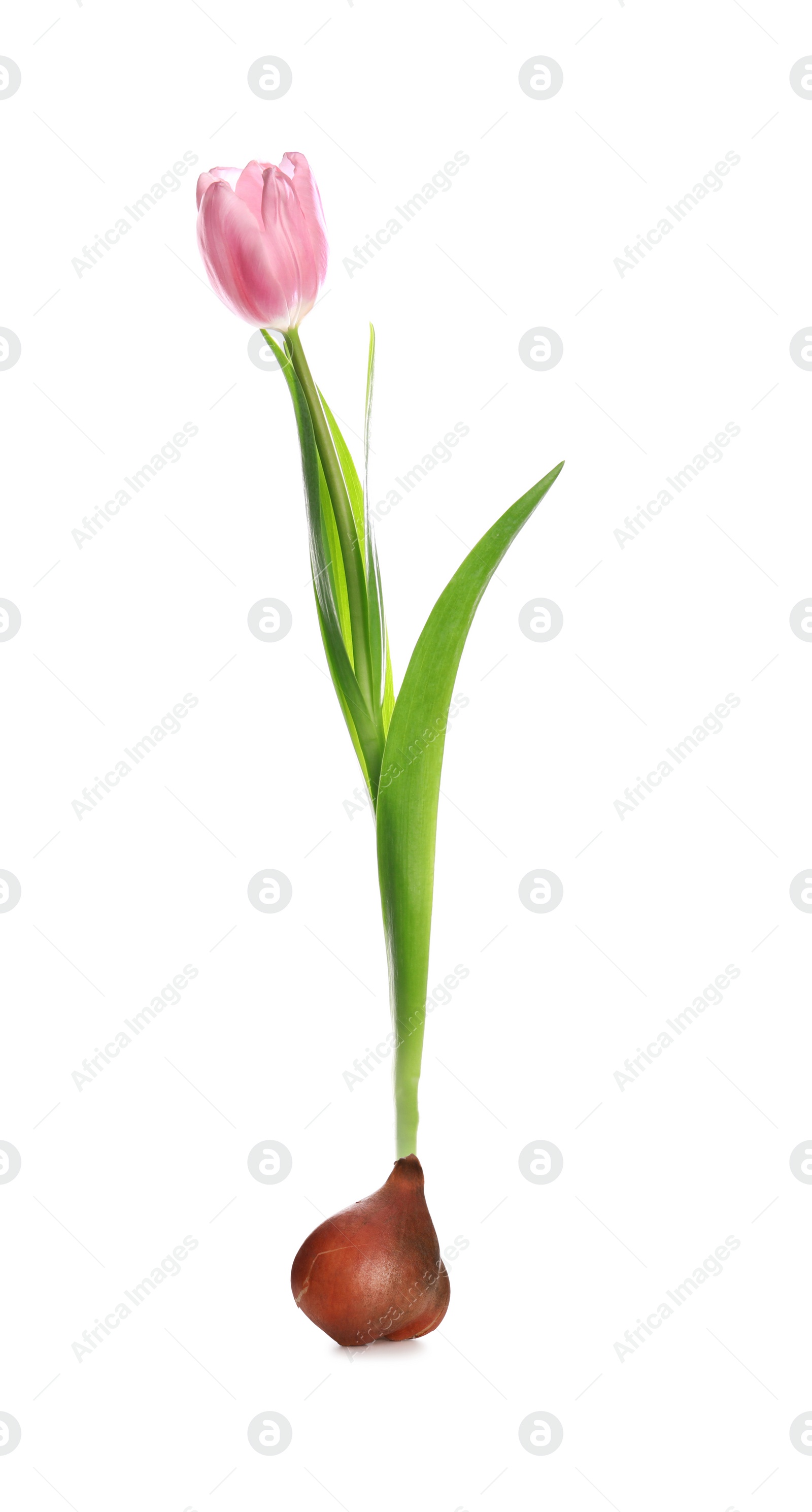 Image of Pink tulip flower with bulb on white background