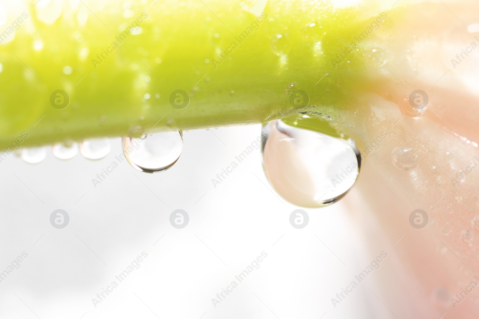 Photo of Beautiful flower with water drops against blurred background, macro view