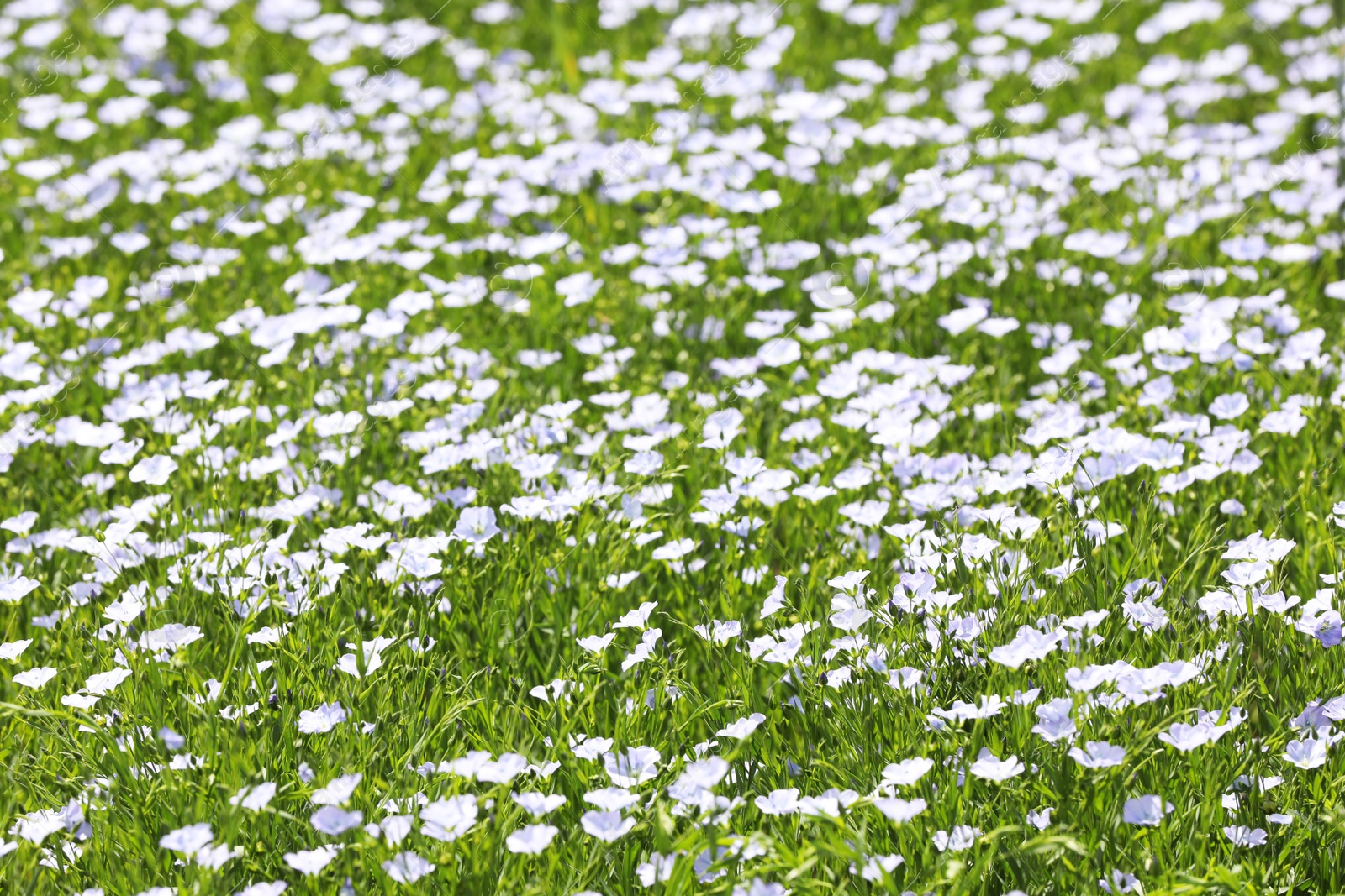 Photo of Beautiful view of blooming flax field on summer day