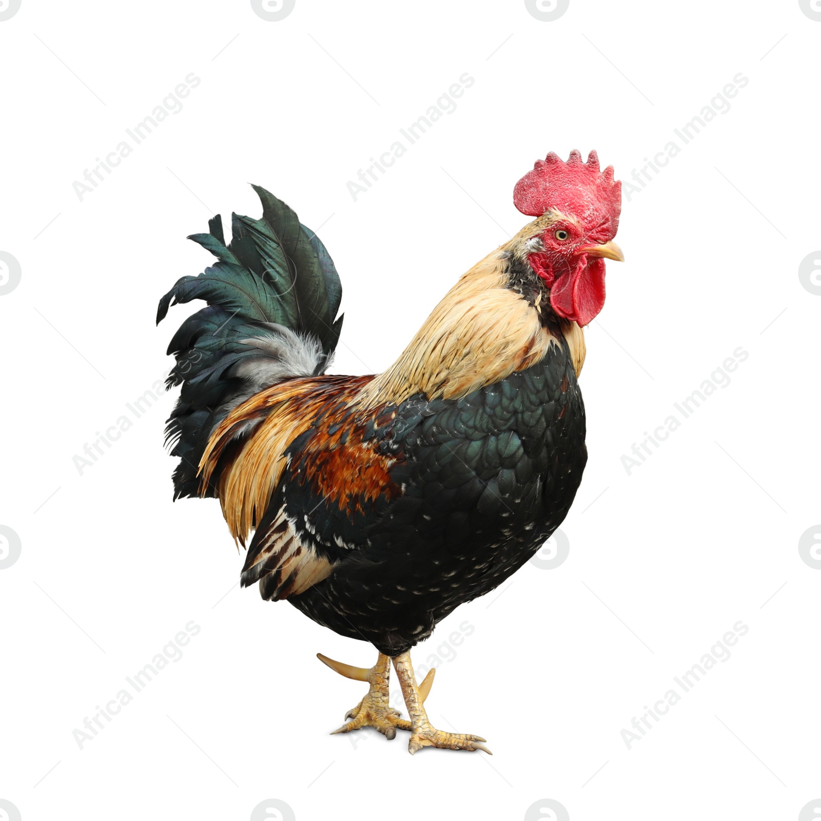 Image of Beautiful rooster on white background. Domestic animal