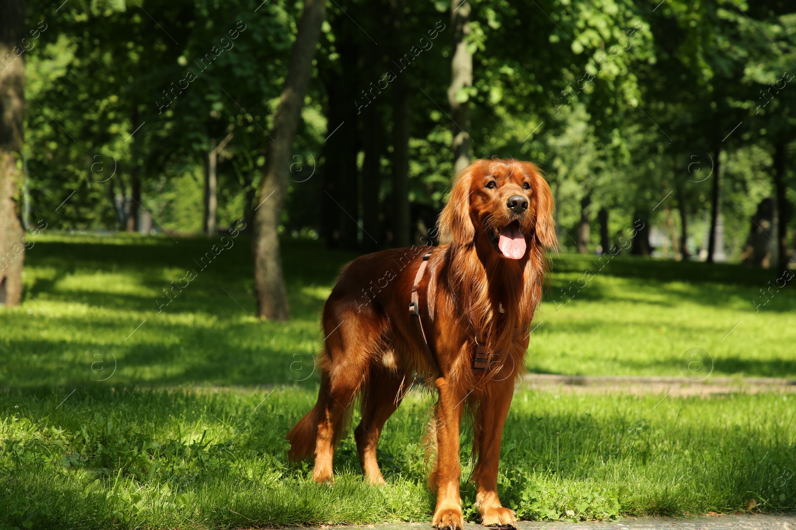 Photo of Cute Irish Setter on green grass outdoors. Dog walking