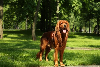 Photo of Cute Irish Setter on green grass outdoors. Dog walking