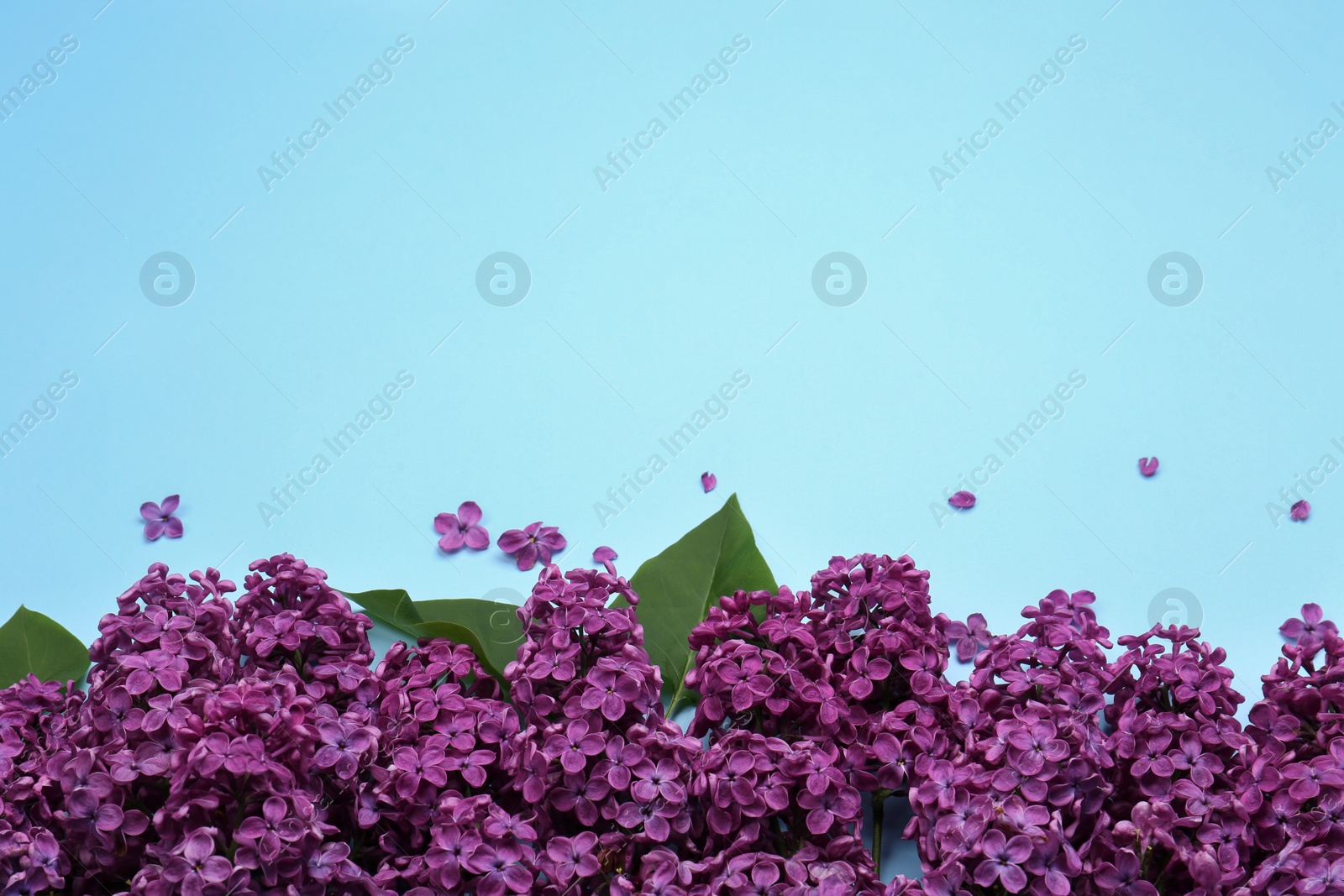 Photo of Beautiful lilac flowers and green leaves on light blue background, top view. Space for text