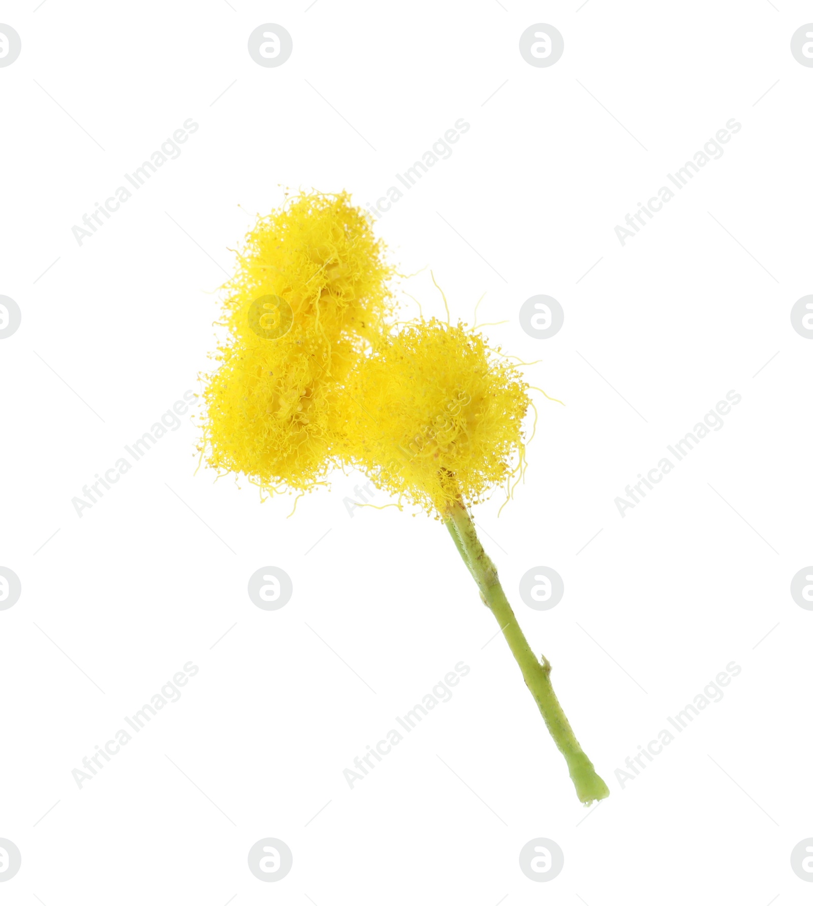 Photo of Beautiful yellow mimosa flowers on white background