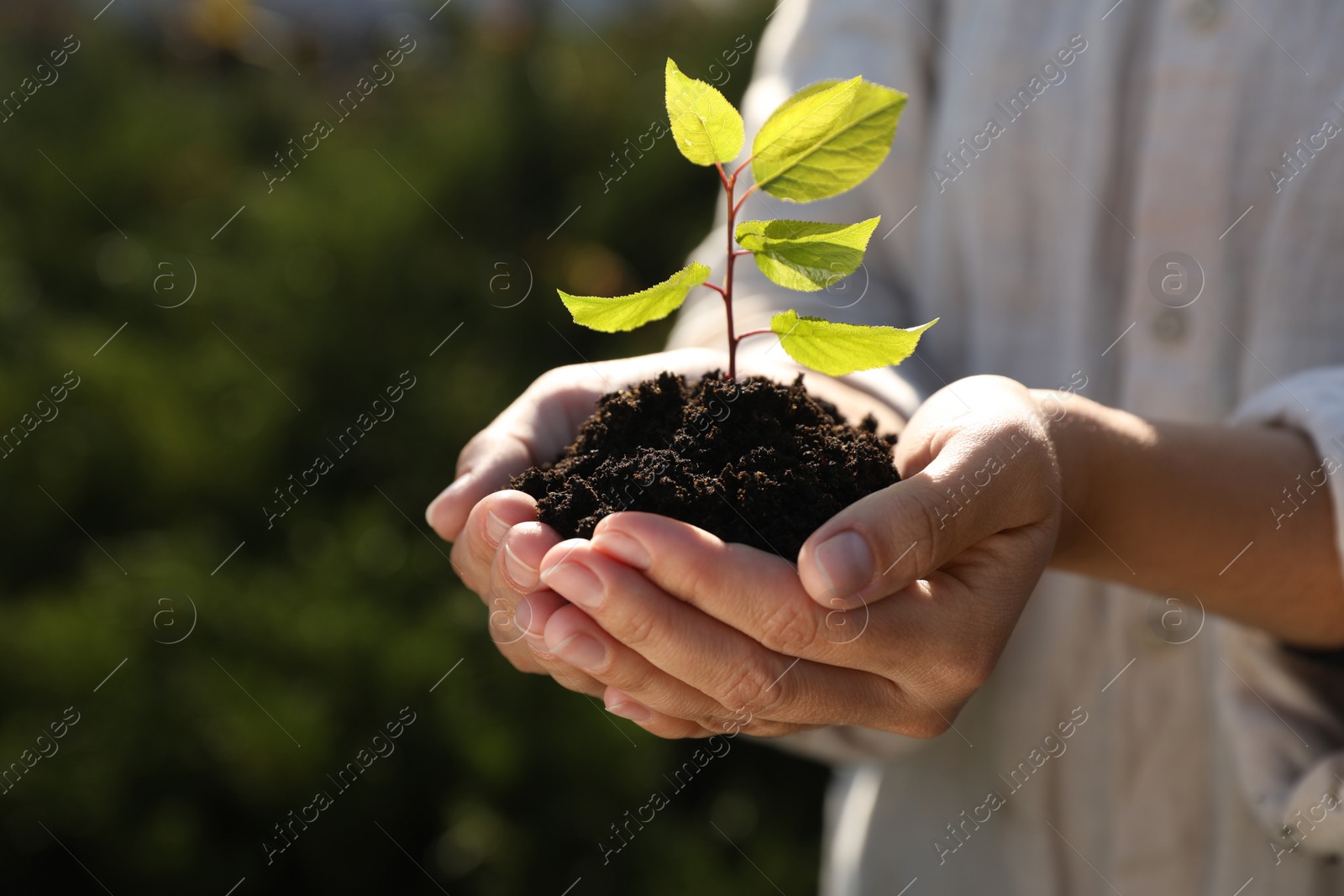 Photo of Woman holding soil with young green seedling outdoors, closeup. Planting tree
