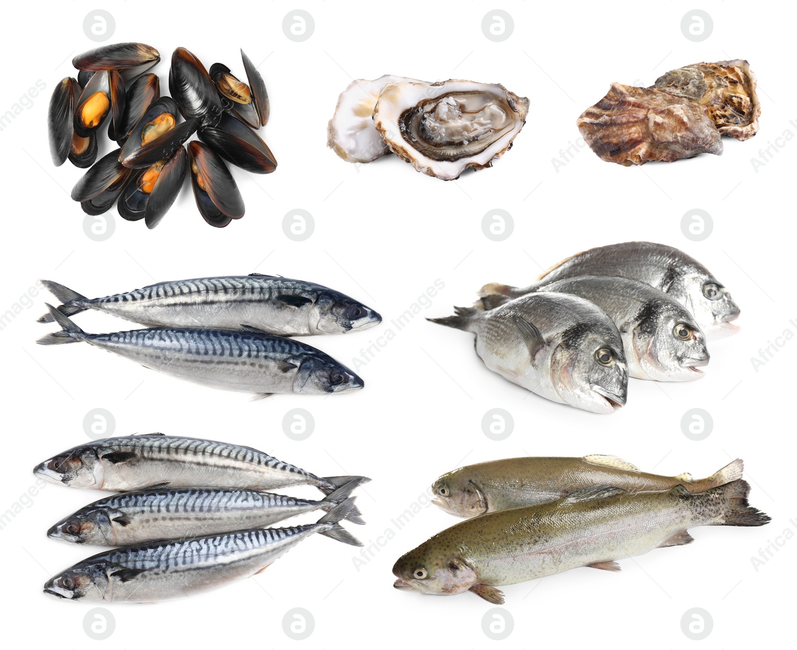 Image of Collage with different seafood on white background