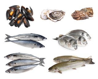 Collage with different seafood on white background