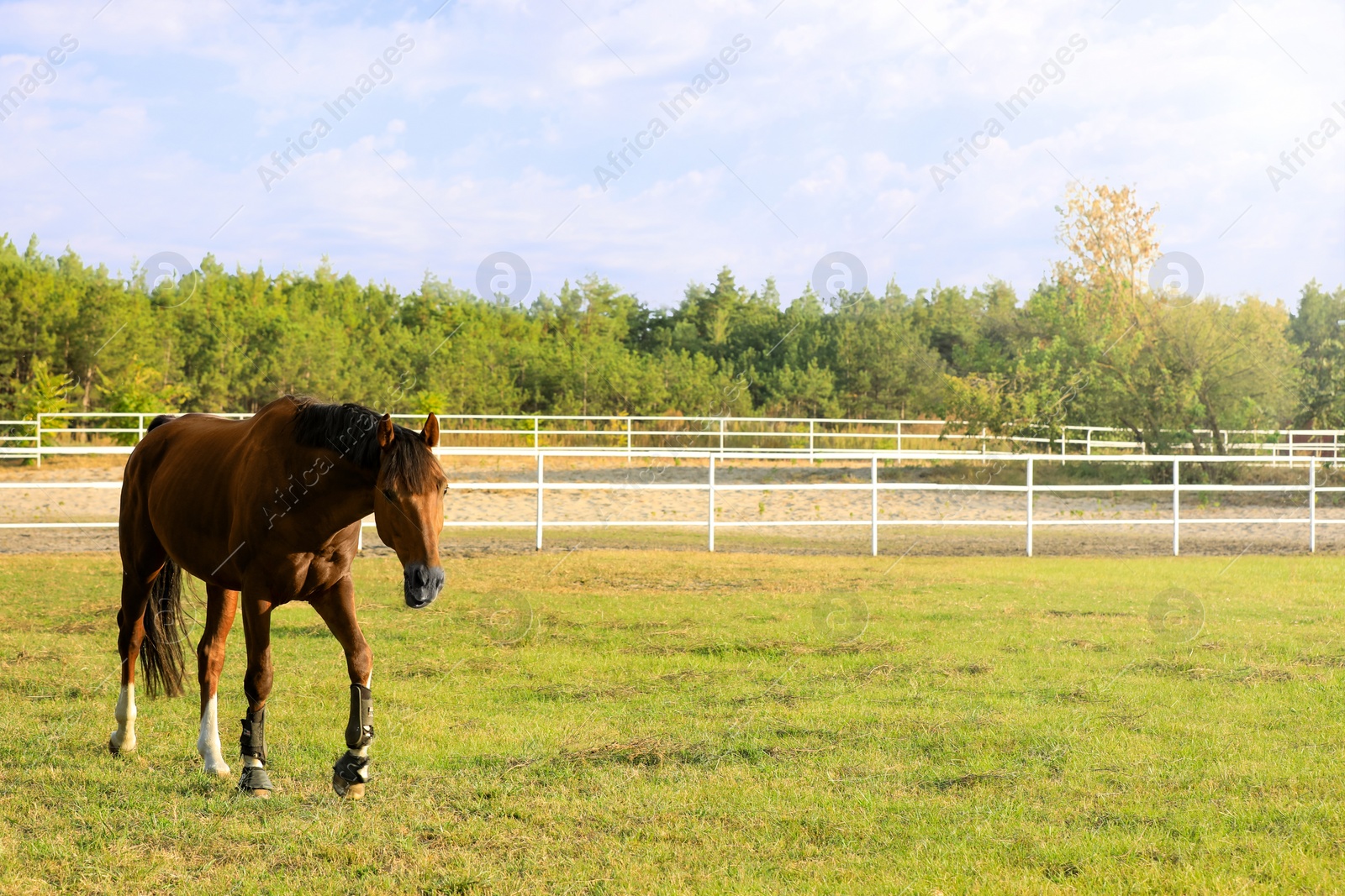 Photo of Chestnut horse in green meadow on sunny day