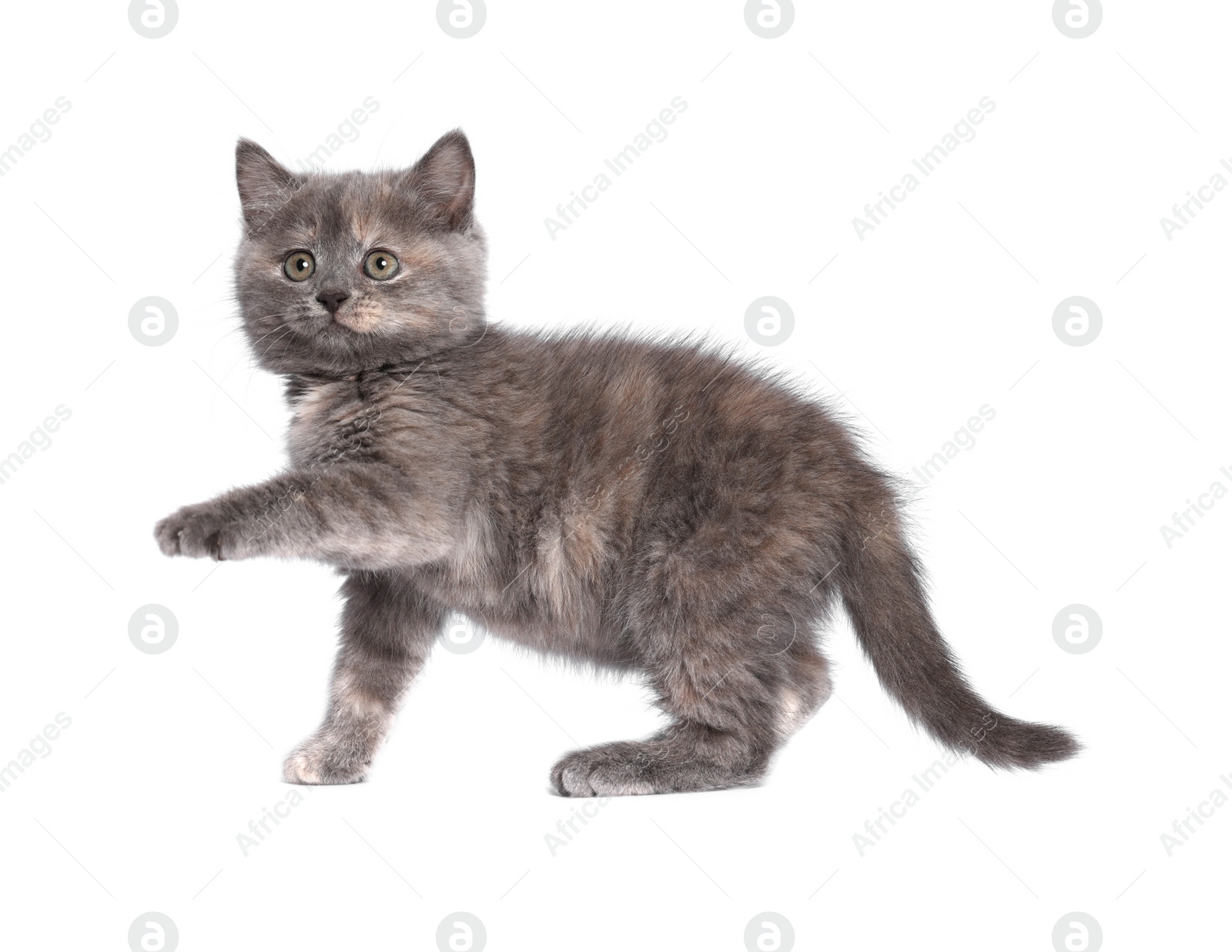 Photo of Cute fluffy kitten on light grey background. Space for text