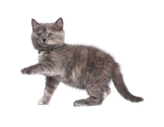 Cute fluffy kitten on light grey background. Space for text