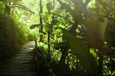 Wooden pathway and lush green plants growing outside