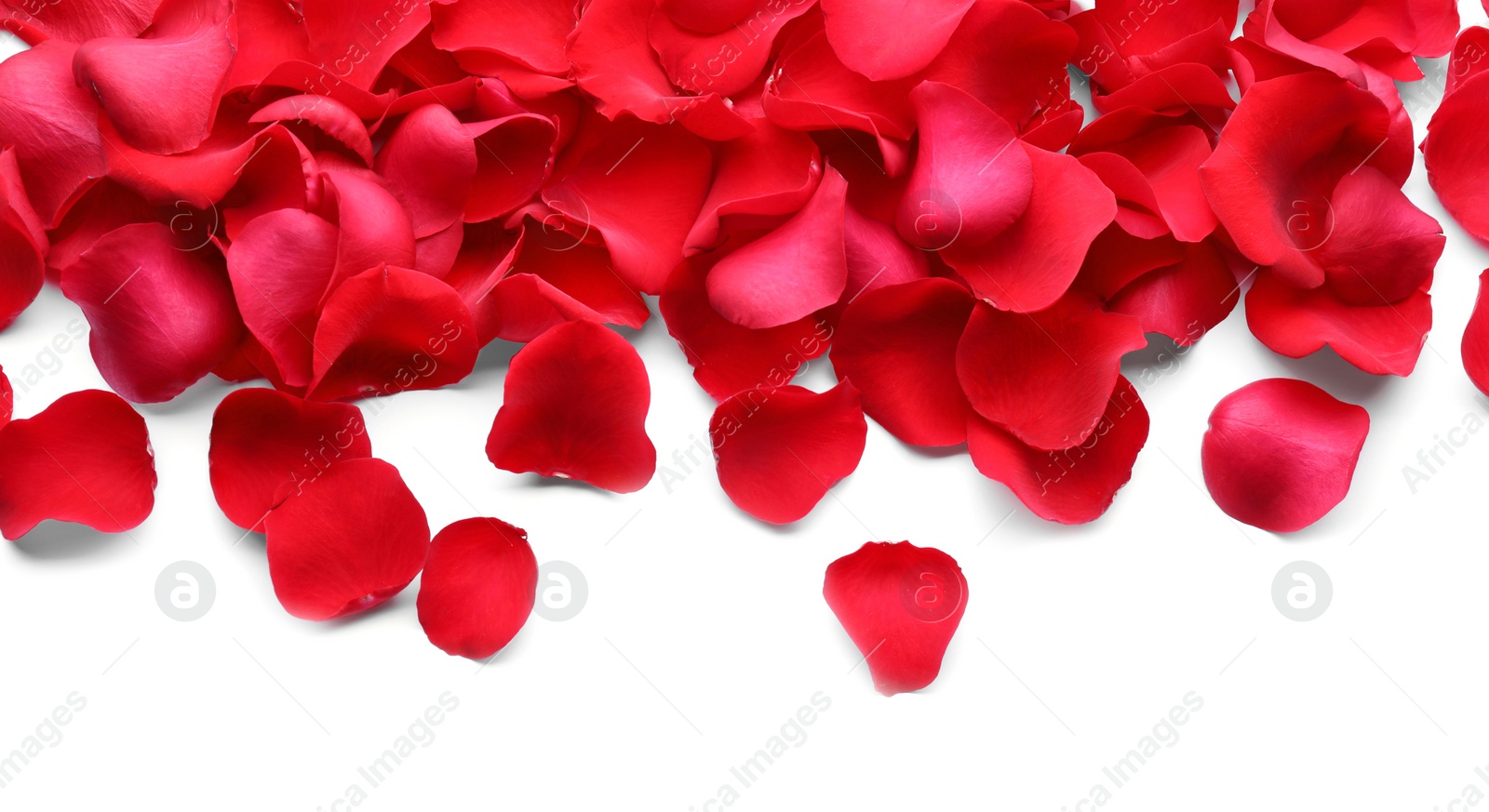 Photo of Beautiful red rose flower petals on white background, top view