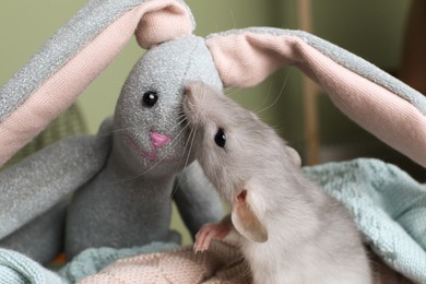 Photo of Cute small rat near toy bunny on soft knitted plaid, closeup
