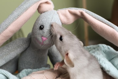 Cute small rat near toy bunny on soft knitted plaid, closeup