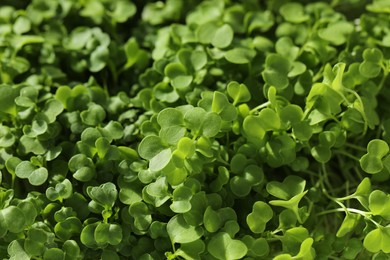 Photo of Growing microgreen. Fresh daikon radish sprouts as background, closeup